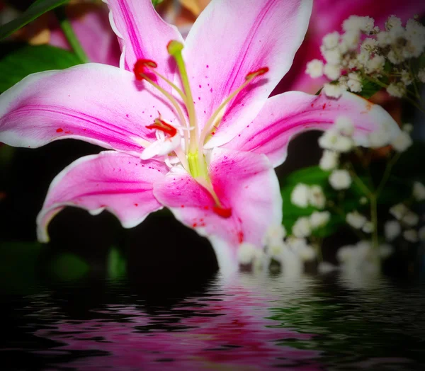 Scen reflektion lily — Stockfoto