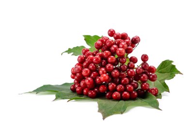 Beyaz üzerine izole edilmiş kırmızı viburnum (ok ağacı).