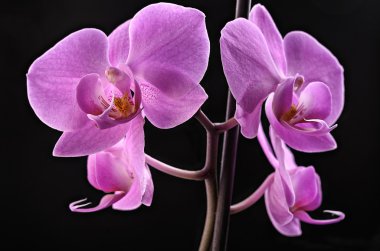 orkide