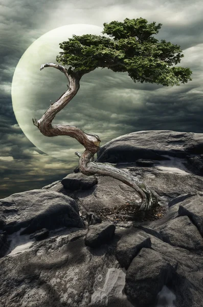 Tree on a cliff — Stock Photo, Image