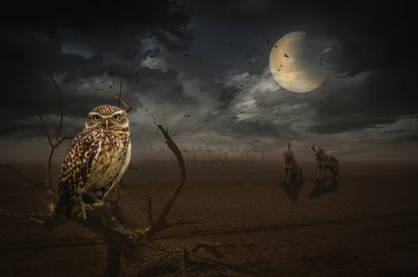 Gölet sonbahar kıyısında eski kaplumbağa