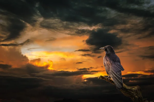 Raven bij zonsondergang — Stockfoto