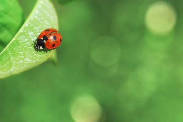 Ladybird yaprak üzerinde kapat — Stok fotoğraf