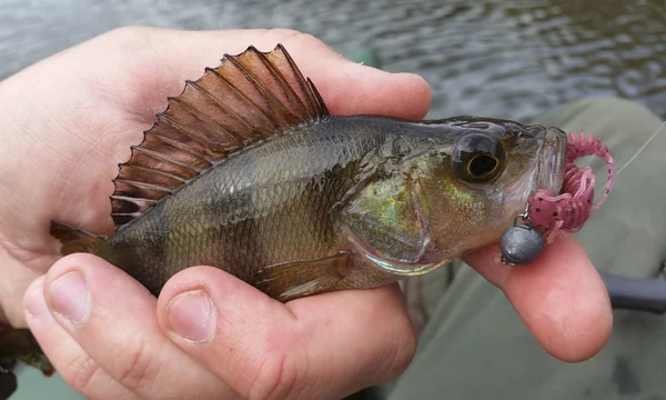 Perch with lure in mouth Stock Photo