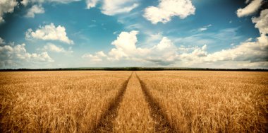 buğday alanı arasında yolun