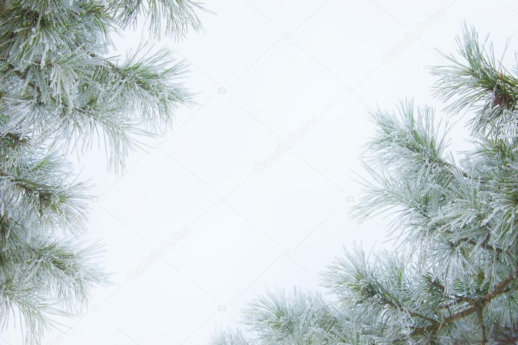 Fir branches with snow