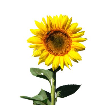 Ayçiçeği beyaz üzerinde izole