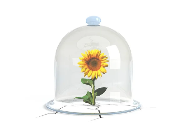 Glaskuppel bedeckt die Sonnenblume — Stockfoto