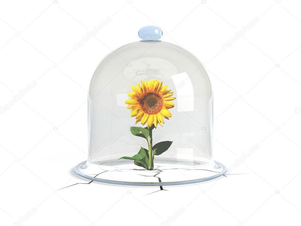 Glass dome covers the sunflower