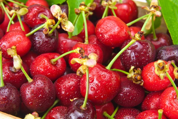 Fresh wet cherries — Stock Photo, Image