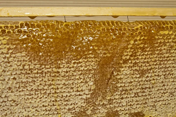 Waxed honeycomb with honey — Stock Photo, Image