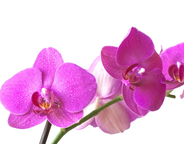 Орхідея пурпурні квітів — стокове фото