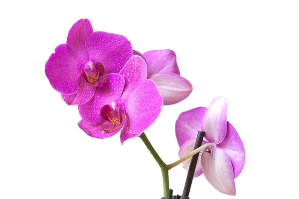 Orchidée couleurs violettes Image En Vente