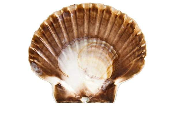 Shell kagyló óceán — Stock Fotó