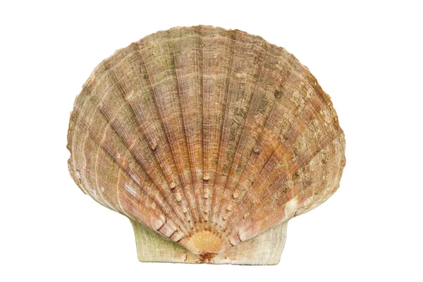 Almeja de Shell océano — Foto de Stock