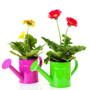 gerber çiçekler ile iki sulama tenekeleri