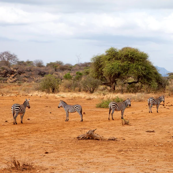 いくつかの野生のアフリカのシマウマ — ストック写真