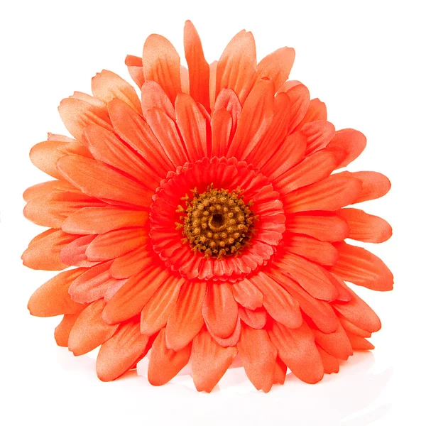 Orange silk gerber blomma — Stockfoto