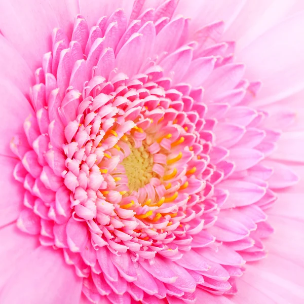 Heart of pink Gerber flower in closeup — Stock Photo, Image