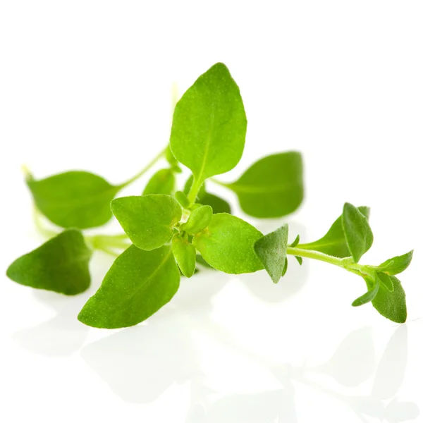 Macro shot of twig thyme — Stock Photo, Image