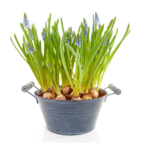 Muscari botryoides fleurs également connu sous le nom de jacinthe de raisin bleu — Photo