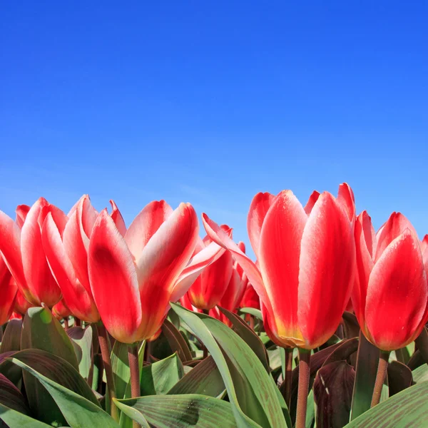 Closeup of Beautiful Dutch tulip flowers in field — Stock Photo, Image