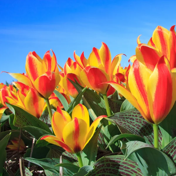 Closeup of Beautiful Dutch tulip flowers in field — Stock Photo, Image