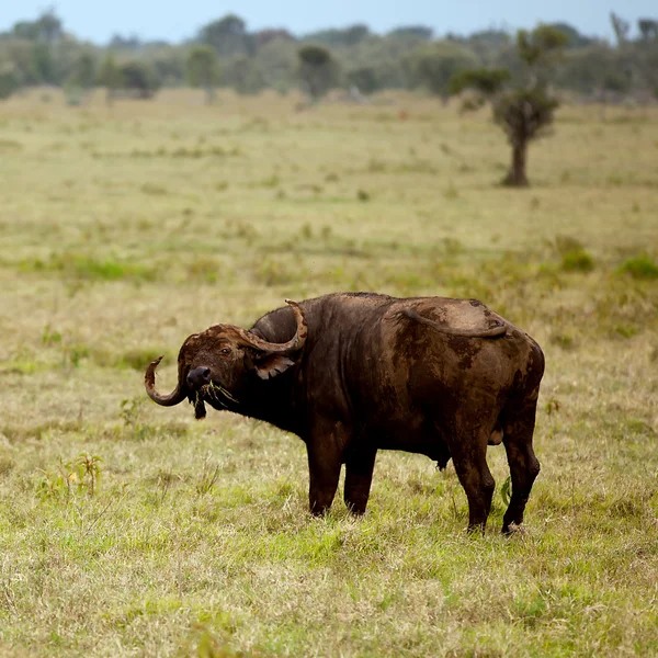 Two African buffalo — Stock Photo, Image