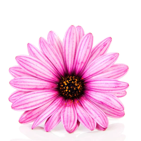 Růžový sedmikráska v detailním — Stock fotografie