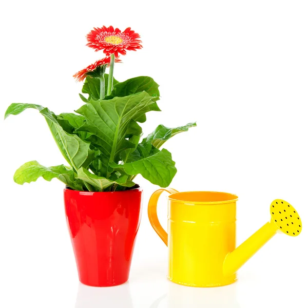 Gerber plant and watering can — Stock Photo, Image
