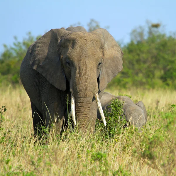 Mother and baby elephant — Stock Photo, Image