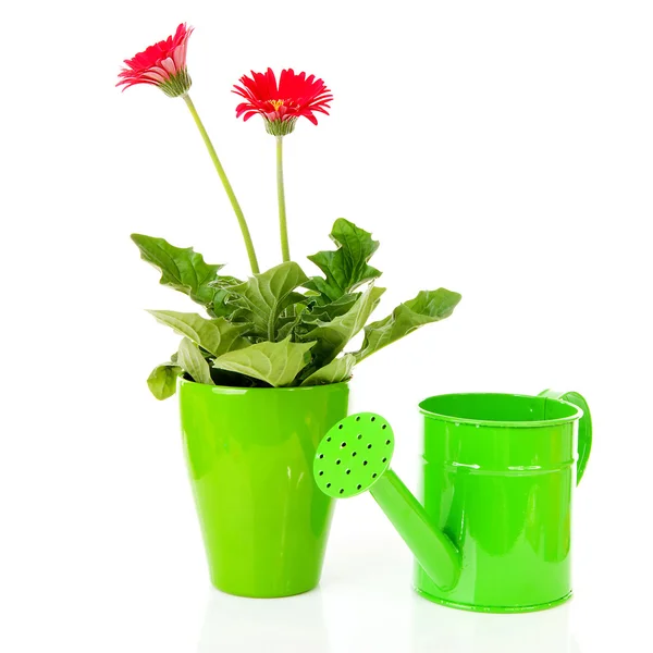 Gerberpflanze und grüne Gießkanne — Stockfoto