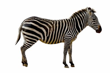 beyaz arkaplanda izole edilmiş zebra