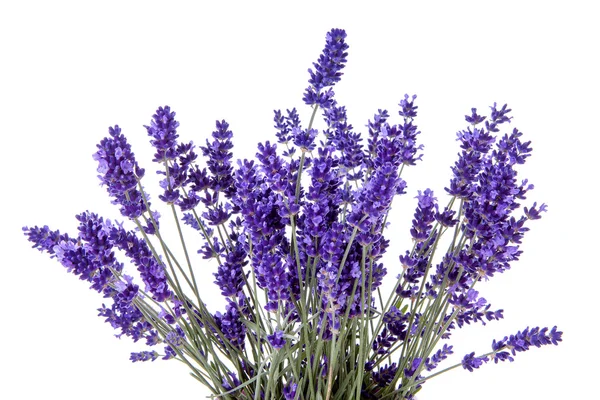Close-up van lavendel op witte achtergrond — Stockfoto