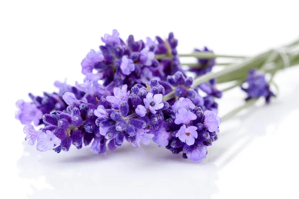 twigs lavender in closeup over white background