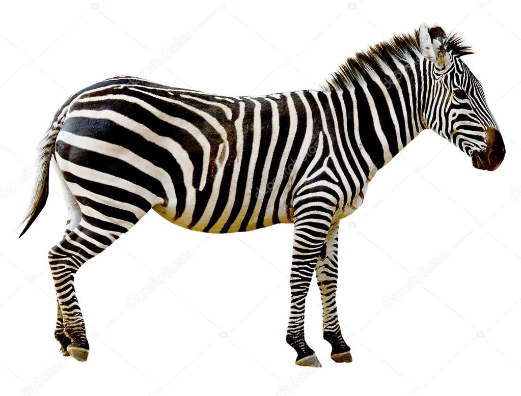 Zebra isolated on white background ⬇ Stock Photo, Image by © sannie32