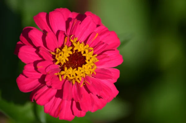 Flor — Fotografia de Stock