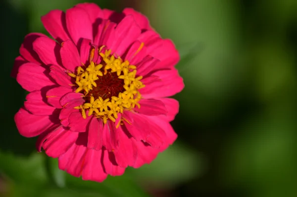 Flor —  Fotos de Stock