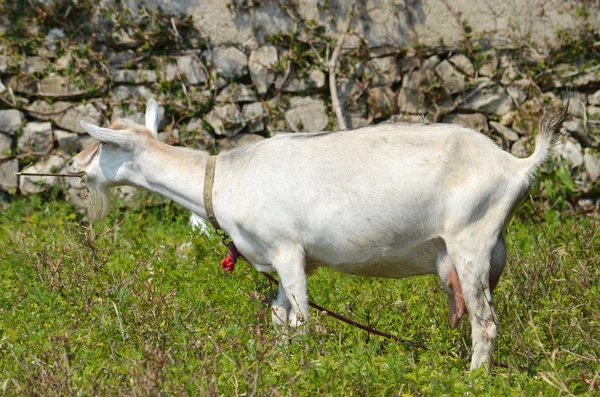Goat eat grass — Stock Photo, Image