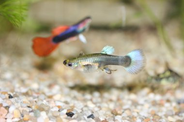 iki Guppy (Poecilia reticulata) 