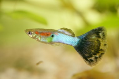 Guppy (Poecilia reticulata)