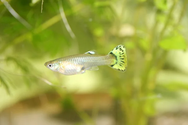 Ženské paví očko (Poecilia reticulata) — Stock fotografie