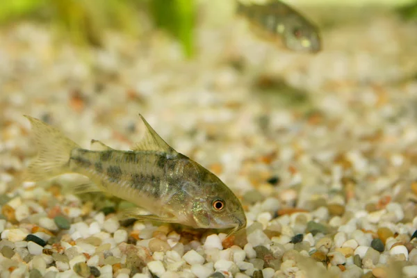 Mermer yayın balığı (Corydoras paleatus) 