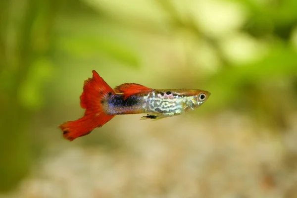 Guppy (Poecilia reticulata)