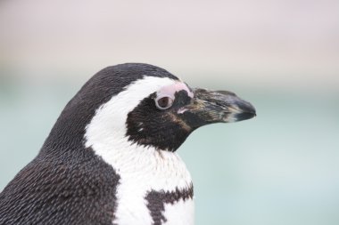 humboldt penguin  (Spheniscus humboldti)  clipart