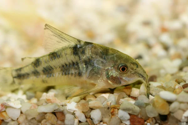 Mermer yayın balığı (Corydoras paleatus) — Stok fotoğraf