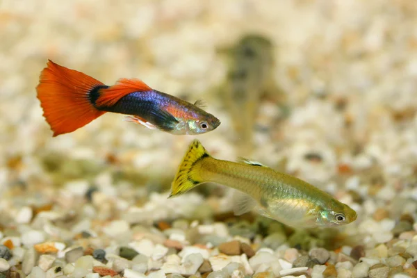 iki Guppy (Poecilia reticulata) 