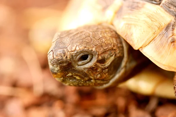 ヘルマンの亀（Testudo hermanni boettgeri）) — ストック写真