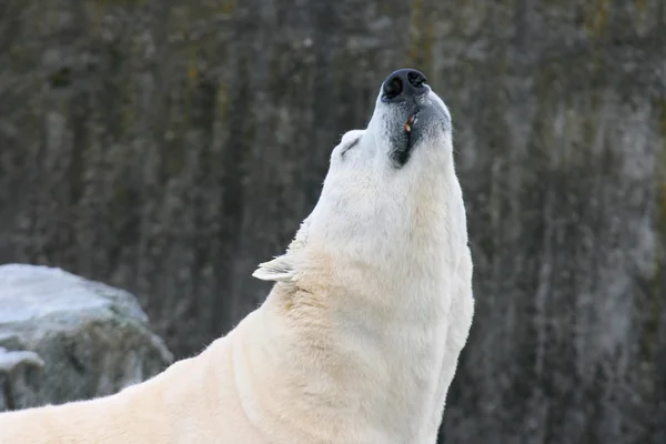 Eisbär (ursus maritimus)) — Stockfoto