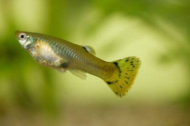 Guppy (Poecilia reticulata) 